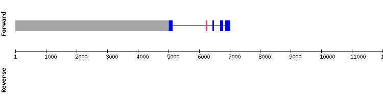 gene structure