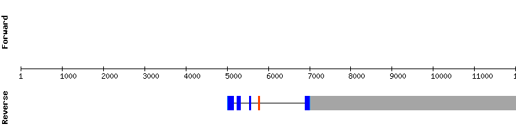 gene structure