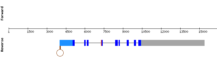 gene structure
