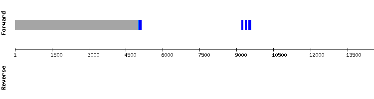 gene structure