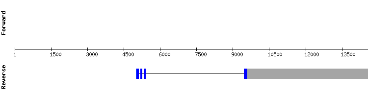 gene structure