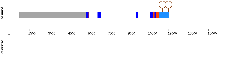 gene structure