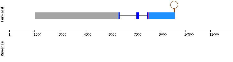 gene structure