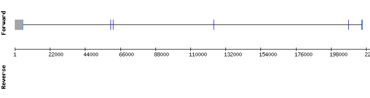 gene structure