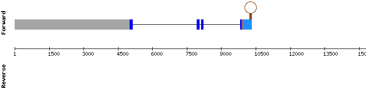 gene structure