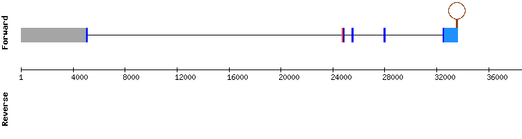 gene structure