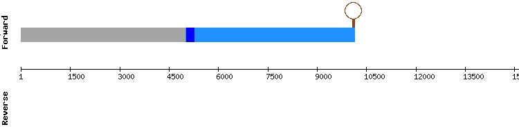 gene structure