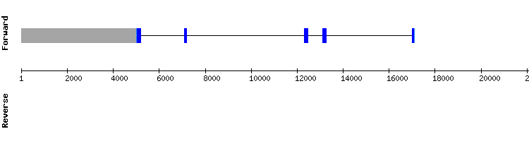 gene structure