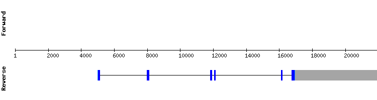gene structure