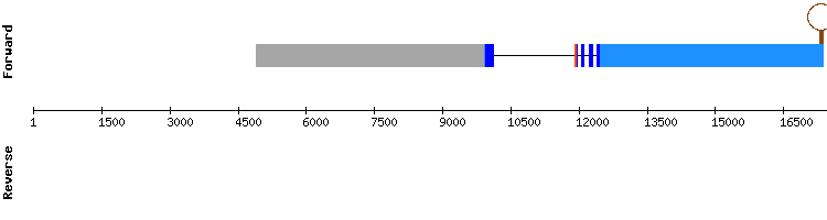 gene structure