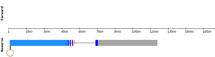 gene structure