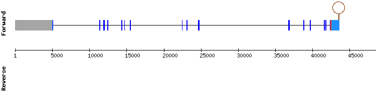 gene structure