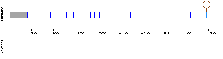 gene structure
