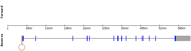 gene structure