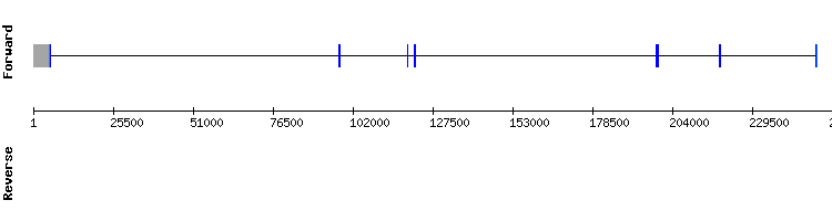 gene structure