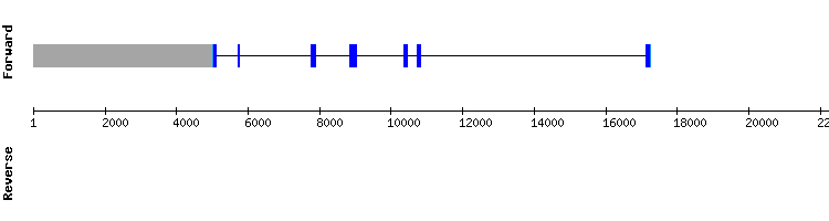 gene structure
