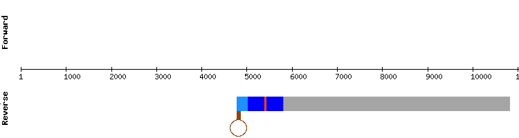 gene structure