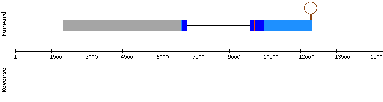 gene structure