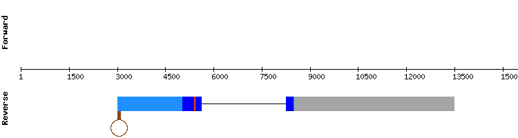 gene structure