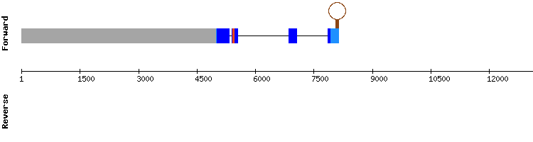 gene structure