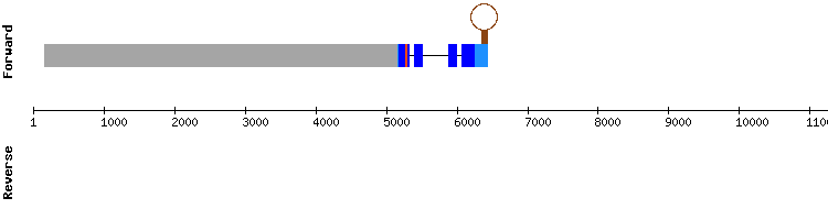 gene structure