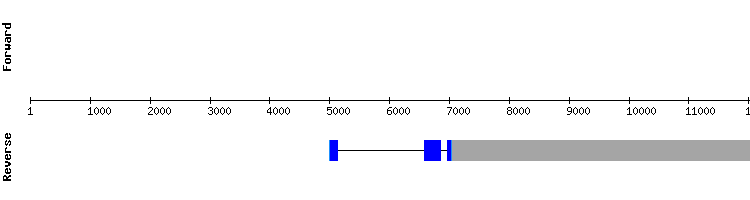 gene structure