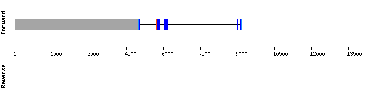 gene structure