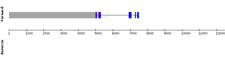 gene structure