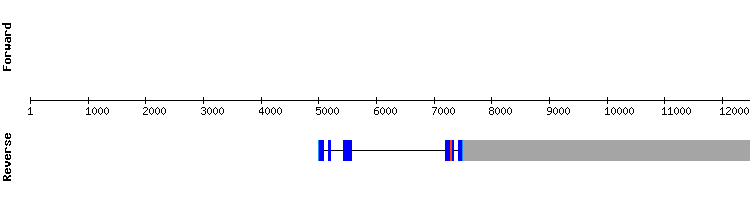 gene structure