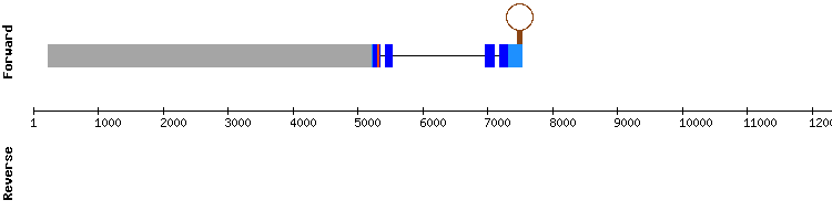 gene structure
