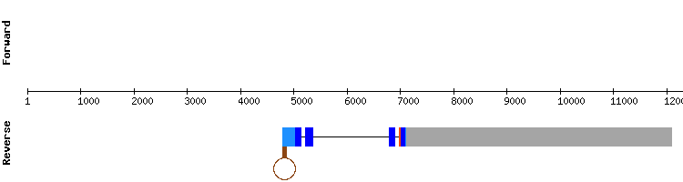 gene structure