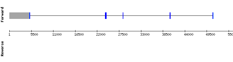 gene structure