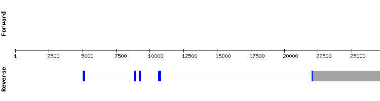 gene structure