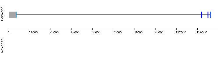 gene structure