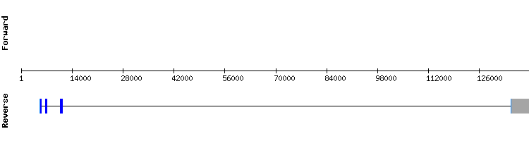 gene structure