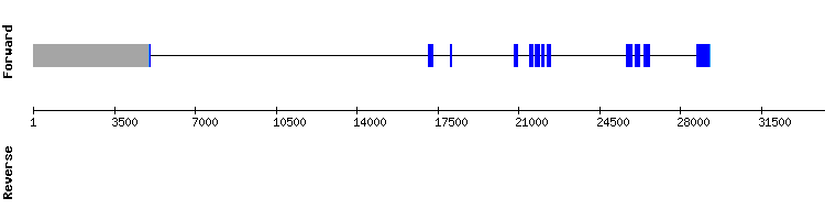 gene structure