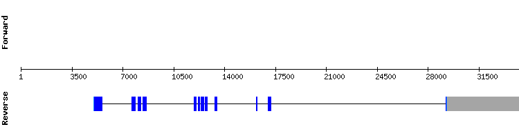 gene structure