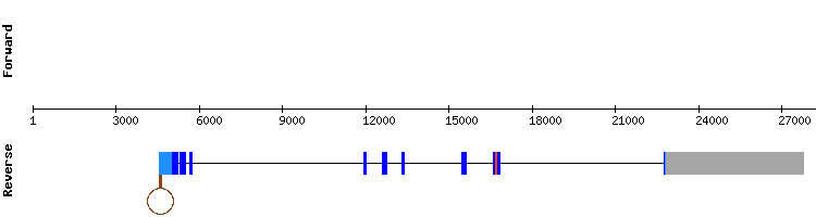 gene structure