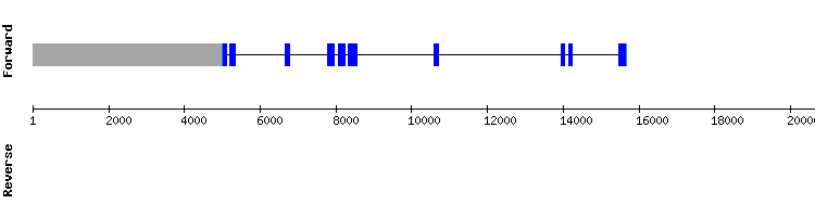 gene structure