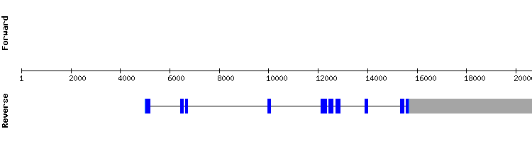 gene structure
