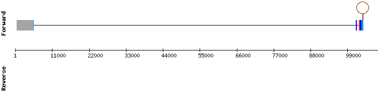 gene structure
