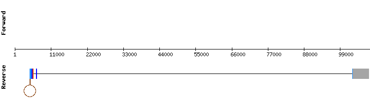 gene structure