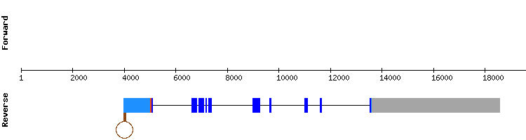 gene structure