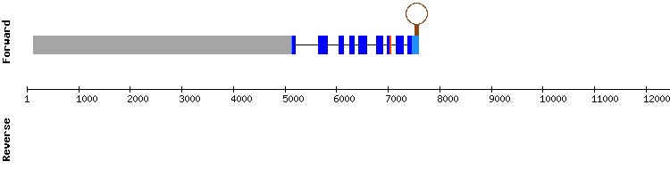 gene structure