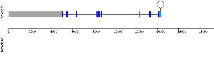 gene structure