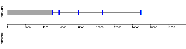 gene structure