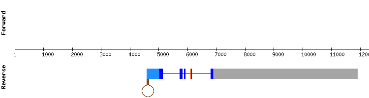 gene structure