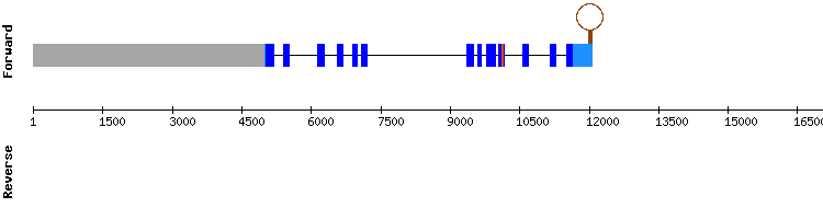 gene structure