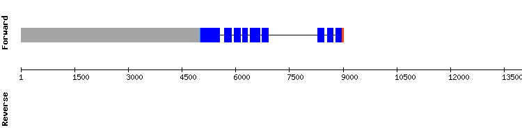 gene structure