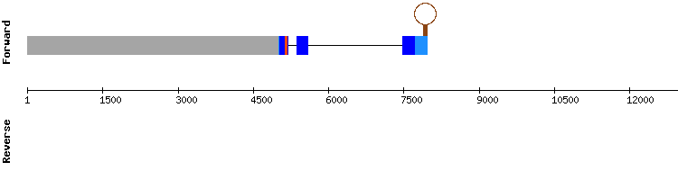 gene structure
